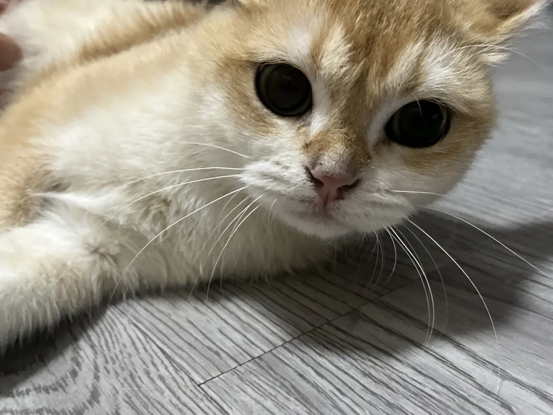 朋友家的可爱猫猫